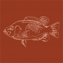 Graphic drawing of a Rock Bass (fish)